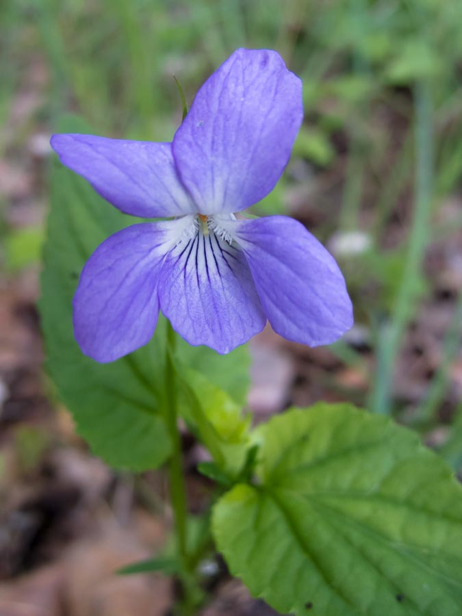Viola canina / Viola selvatica
